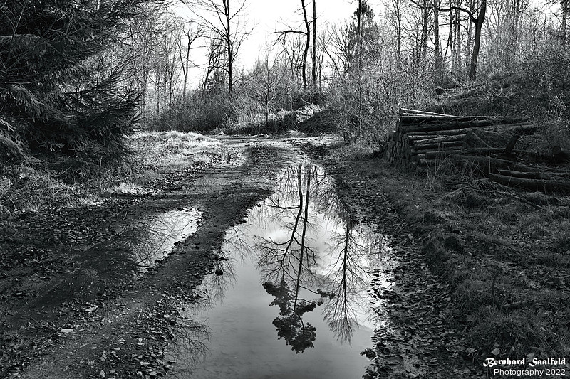 Auer Forrest at River Sieg - Bernhard Saalfeld