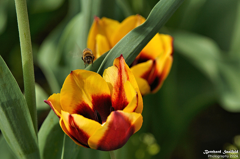 Visit Tulips - Bernhard Saalfeld