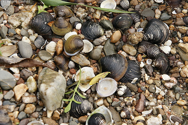 Muscheln am Rhein - Bernhard Saalfeld