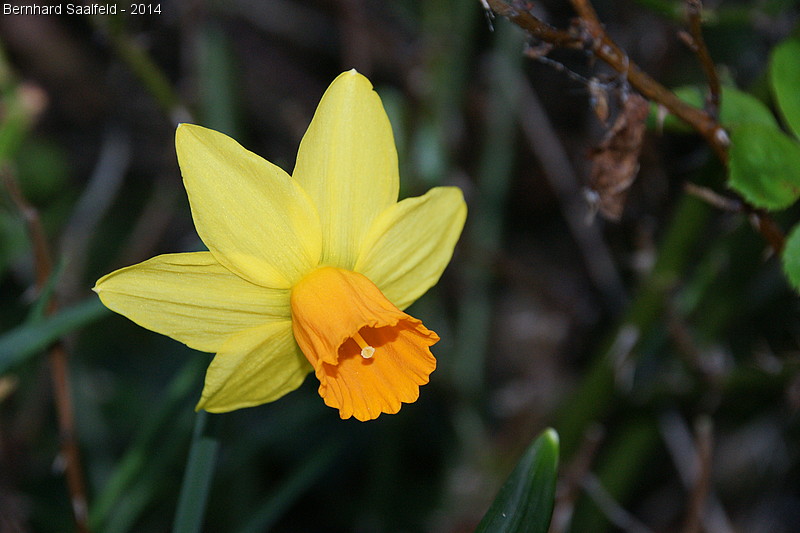 Frhling - Bernhard Saalfeld