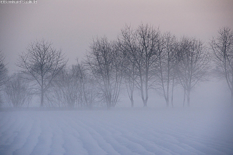 Nebel über den Winterfeldern - Bernhard Saalfeld