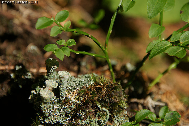 Becherflechte (Cladonia pyxidata) - Bernhard Saalfeld