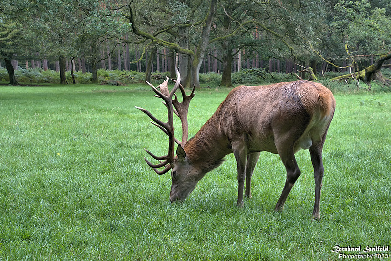 Deer at Cologne Brück - Bernhard Saalfeld